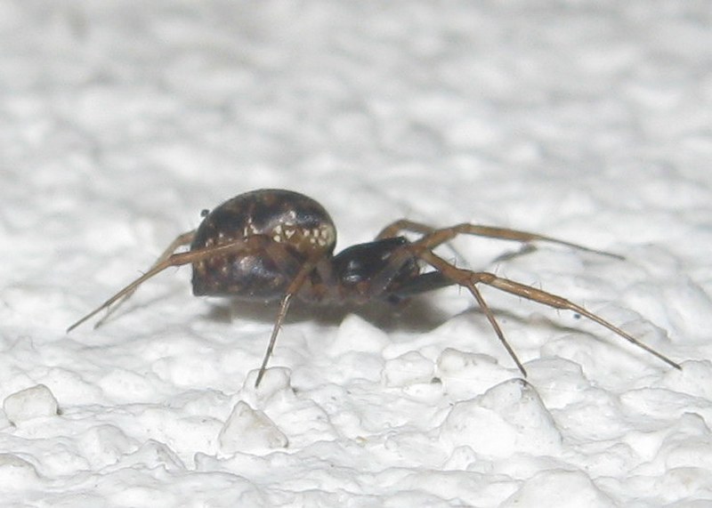 Neriene clathrata?